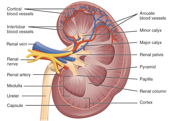 Kidney stone pain location